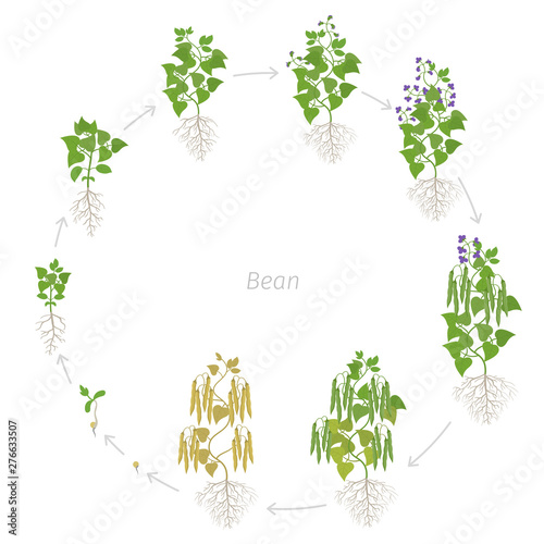 Round growth stages of bean plant with roots. Bean family Fabaceae. Circular phases set ripening period. Life cycle, animation progression.