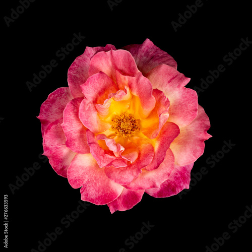Open Pink Rose from Above On Black