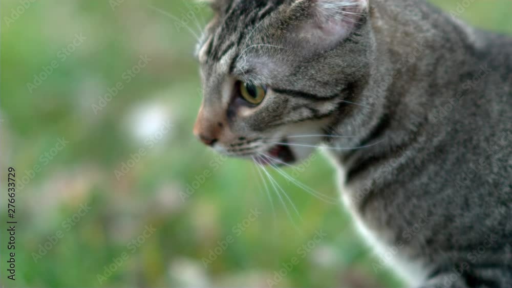 Young cat sitting outside in grass slow motion Young cat sitting outside in grass slow motion