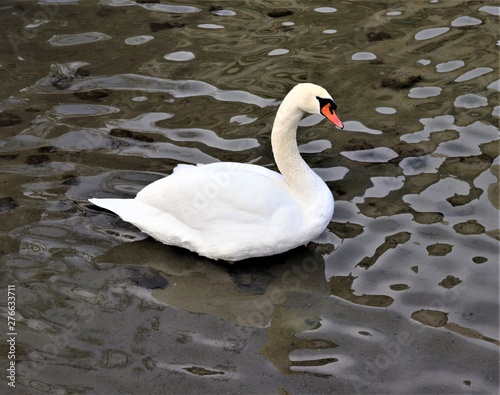 swan on the lake