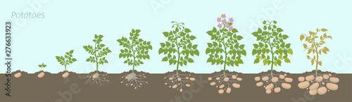 Crop stages of potatoes plant. Growing spud plants. The life cycle. Harvest potato growth progression In the soil.