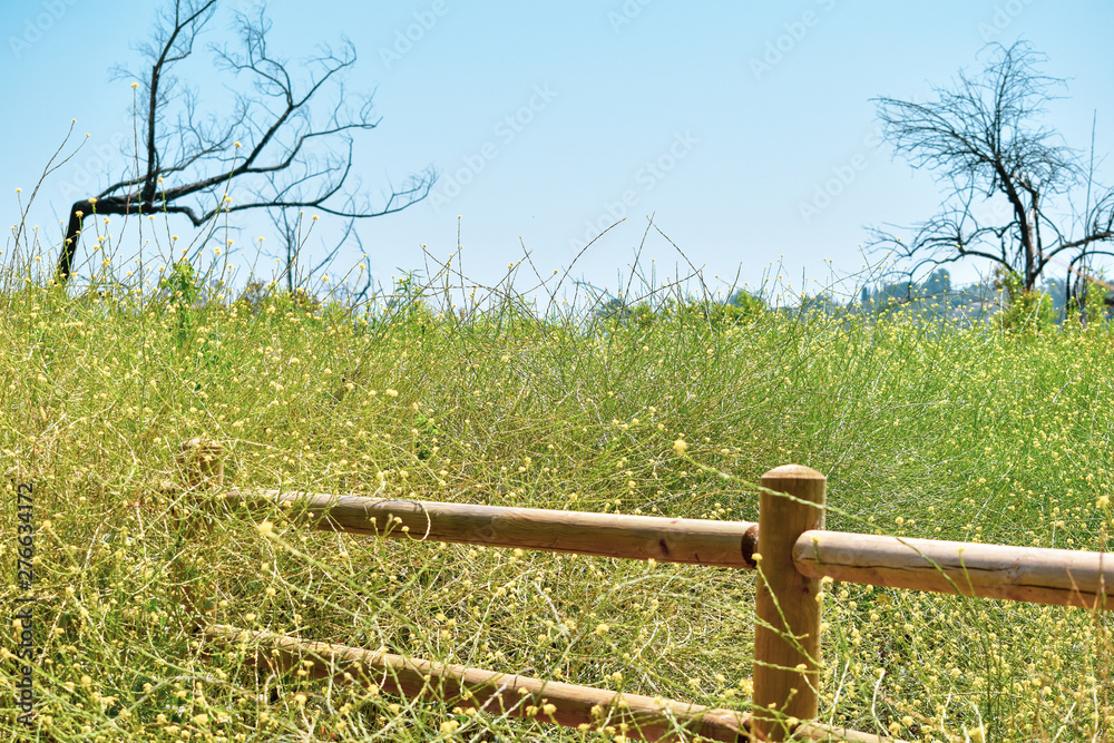 Fototapeta premium Fence & field of flowers