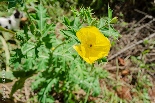 Prickly Poppy Flower photo