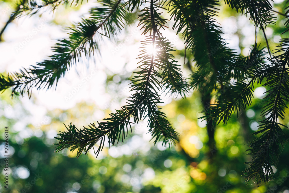 Obraz premium Fur tree branch. Light. Sun