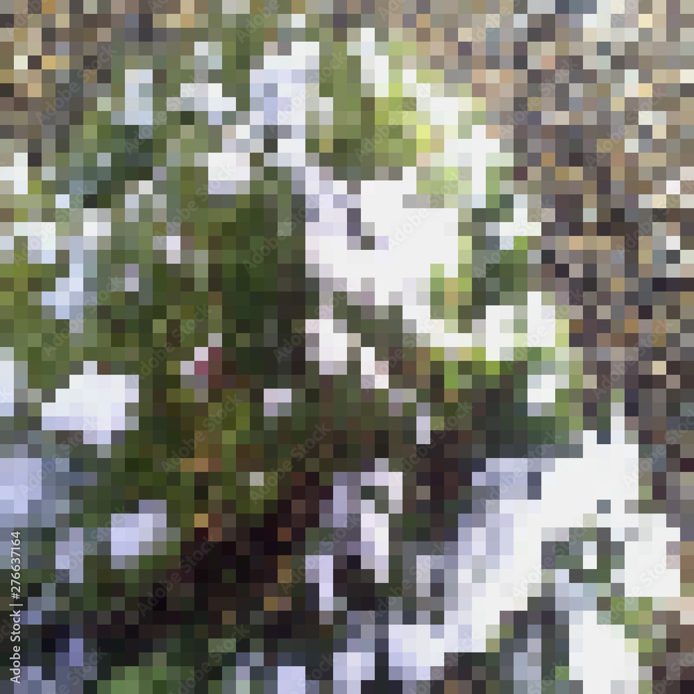 pine under the snow pine under the snow