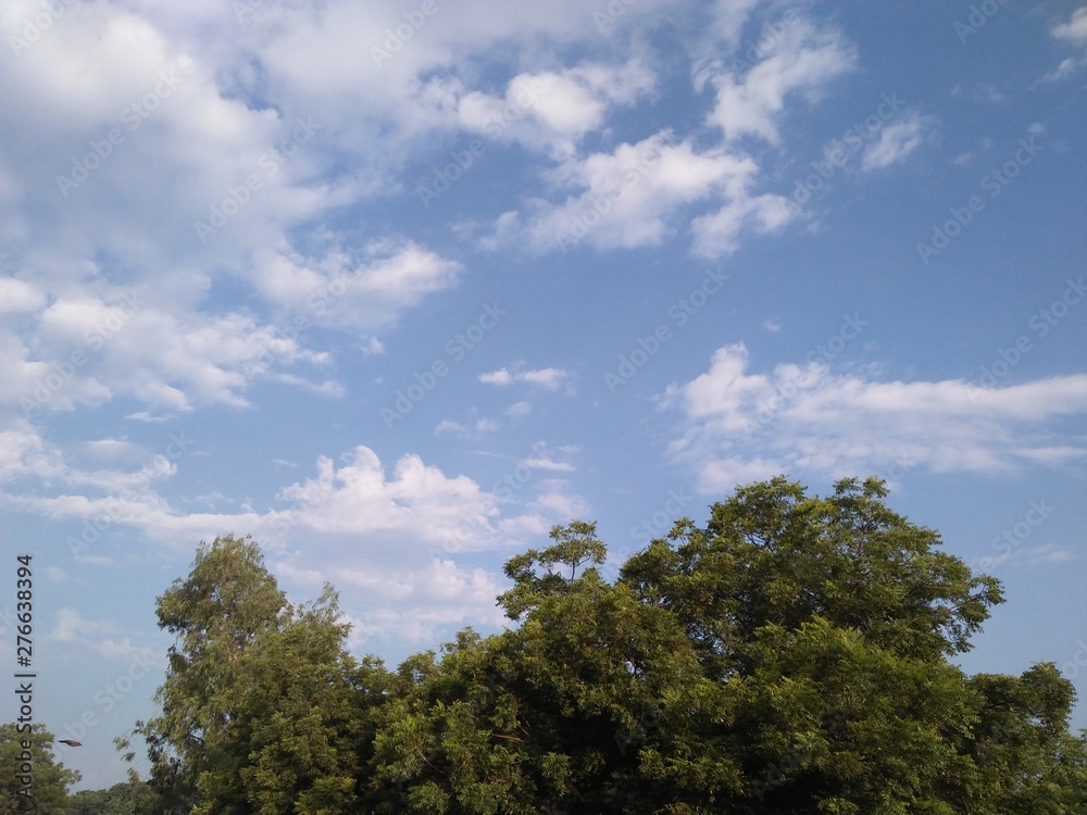 trees and sky