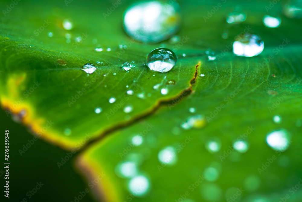 water drops on green leaf - obrazy, fototapety, plakaty 