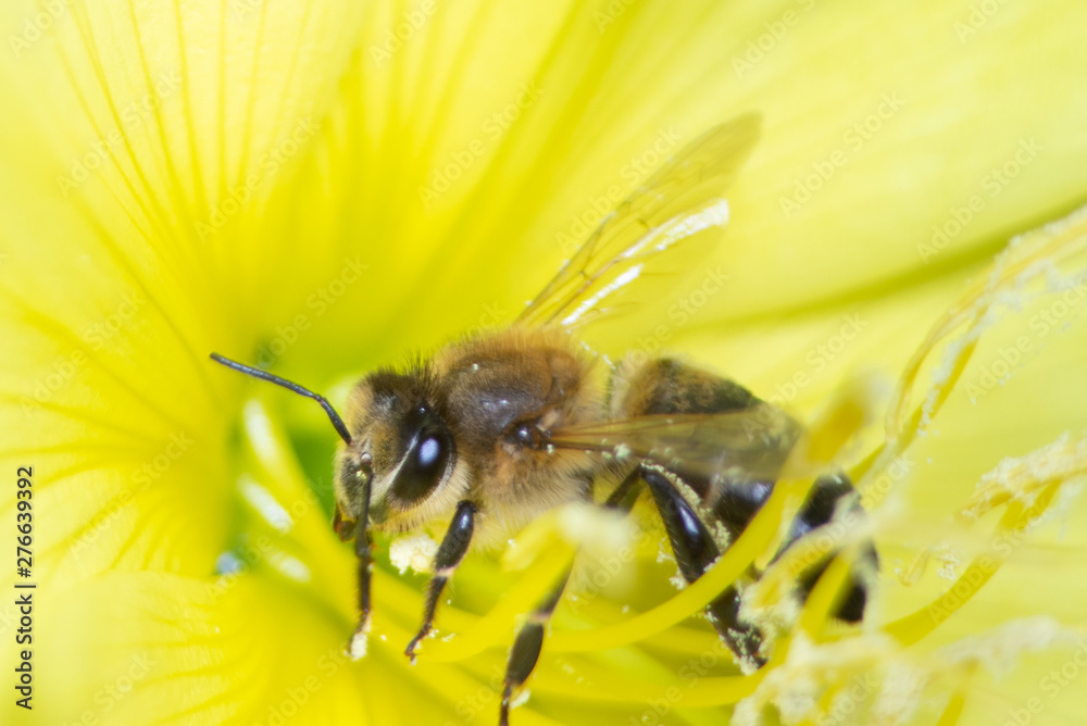 macro photo of bee on yellow flower macro photo of bee on yellow flower
