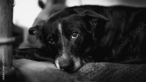Older Black Labrador adoringly resting chin on pillow  © Eric