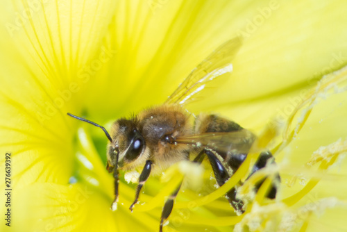 macro photo of bee on yellow flower © Oleg_Yakovlev