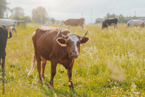 Fototapeta Naklejka Na Ścianę i Meble -   red cow in pasture in rural area.