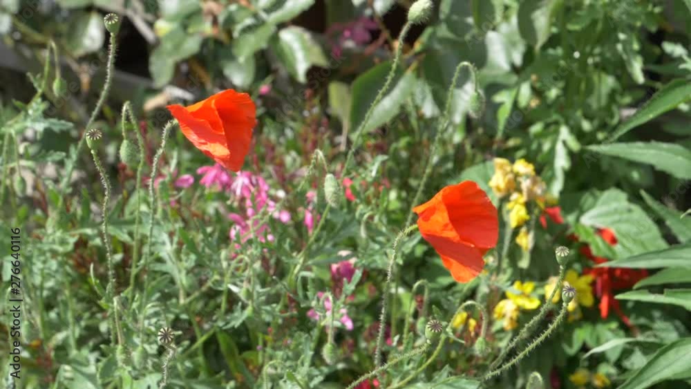 Two poppy flowers gently swaying in the wind. Two poppy flowers gently swaying in the wind.