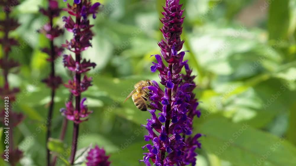 Hive bee on purple flower collecting nectar and pollen Hive bee on purple flower collecting nectar and pollen