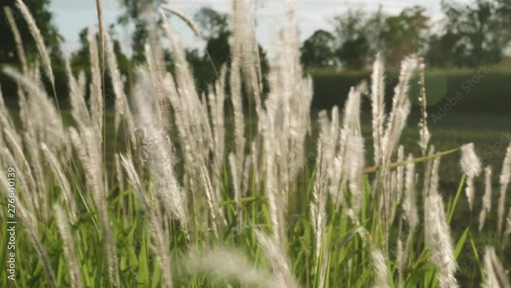 Grass flowers blown in the wind and sunlight in nature is beautiful and soft. 4K 29.97 fps Grass flowers blown in the wind and sunlight in nature is beautiful and soft. 4K 29.97 fps