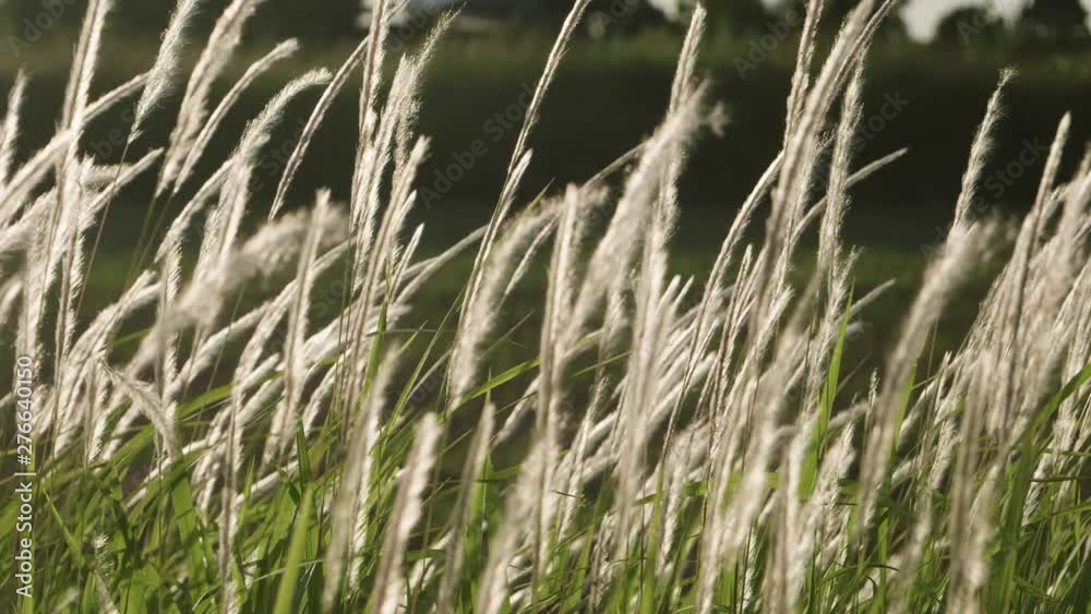 Grass flowers blown in the wind and sunlight in nature is beautiful and soft. Slow Motion from 120fps to 29.97fps Grass flowers blown in the wind and sunlight in nature is beautiful and soft. Slow Motion from 120fps to 29.97fps