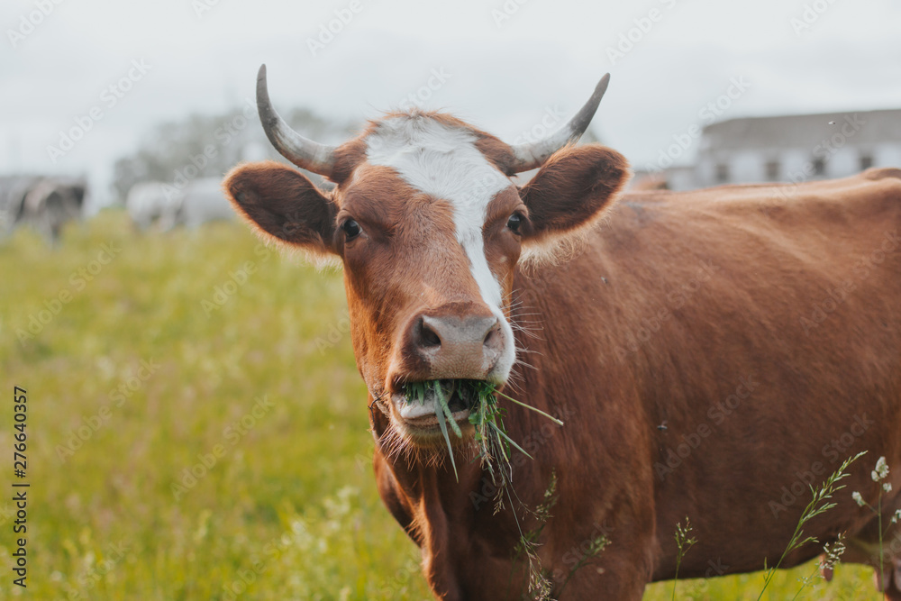  red cow is chewing grass in the pasture. cow close up