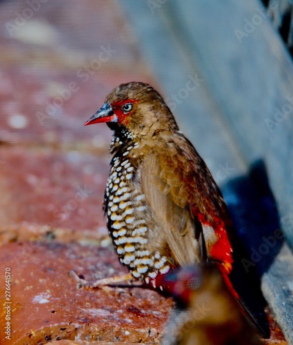 painted finch photo