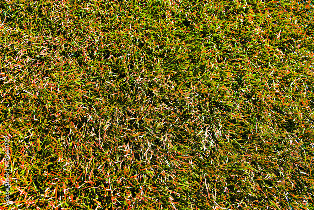 The texture of the yellowed autumn grass. Autumn background for your design The texture of the yellowed autumn grass. Autumn background for your design