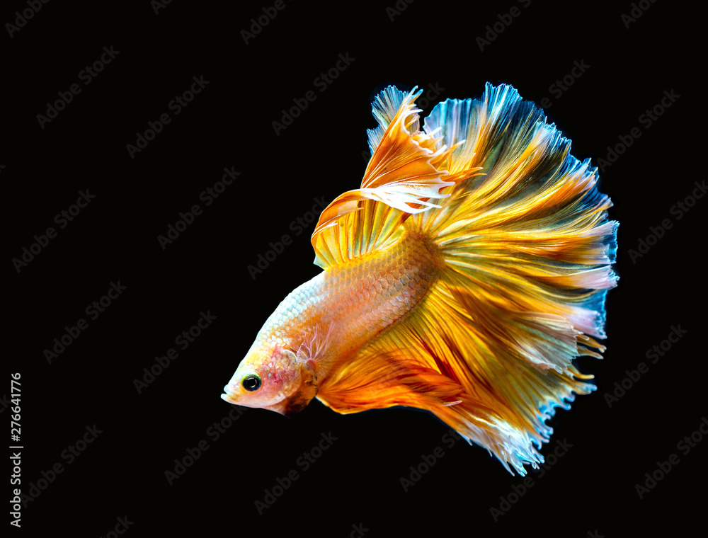 Fototapeta premium Betta siamese fighting fish.