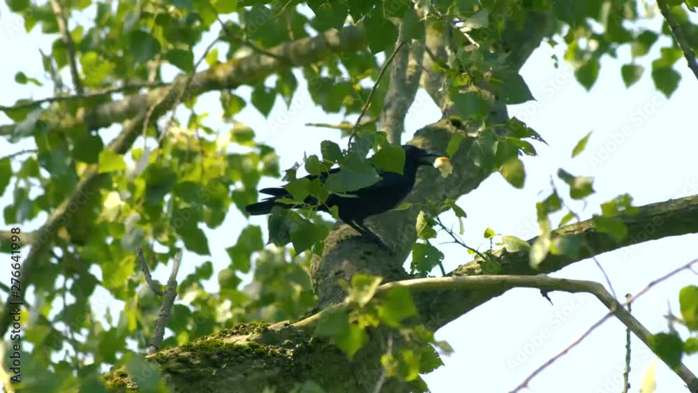 A moment with this blackbird carrying around something in their mouth A moment with this blackbird carrying around something in their mouth