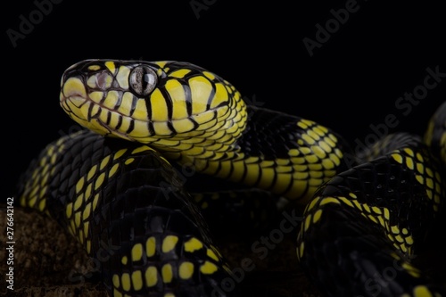 Philippine gold ringed snake (Boiga dendrophila latifasciata)