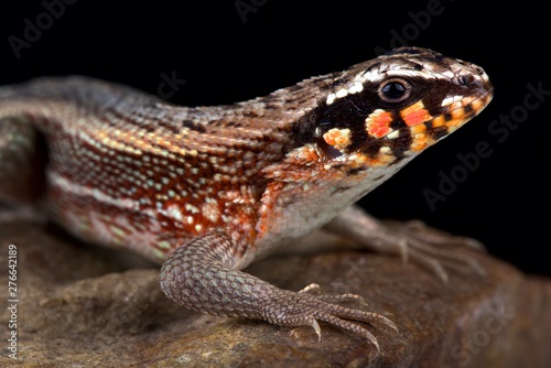 Hispaniolan masked curly-tailed lizard (Leiocephalus personatus) © mgkuijpers