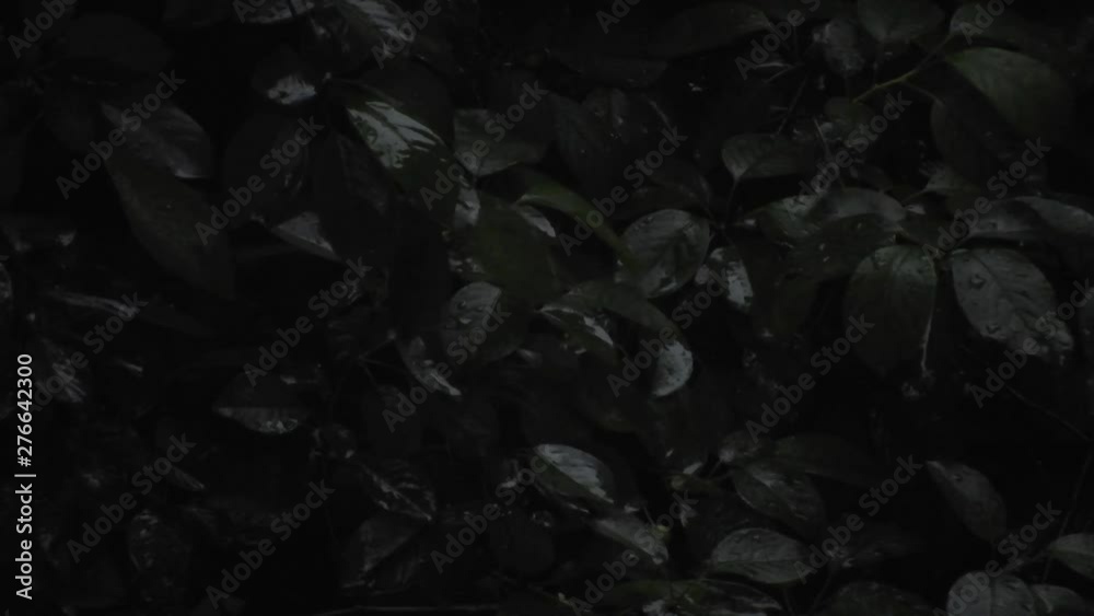 Heavy rain over tall green trees. A heavy rain, drops over tree leaves, summer season Heavy rain over tall green trees. A heavy rain, drops over tree leaves, summer season