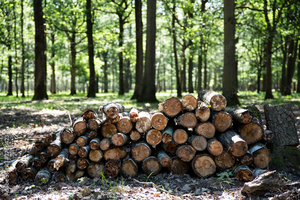 Fototapeta premium Stos drewna wyciętego z lasu