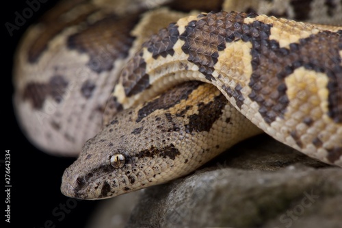 Rough-scaled sandboa (Gongylophis conicus)