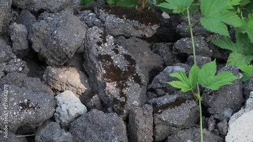Through the stones sprouted sprout