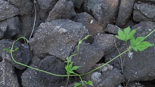 Through the stones sprouted sprout