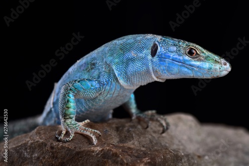 Blue wall lizard (Podarcis sicula coerulea)