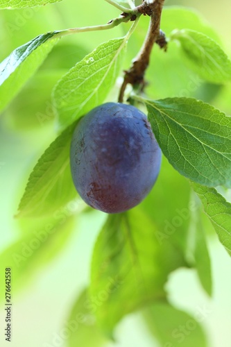  plum with leaves on a branch in the garden on a blurred green background. Season plum. Farming and gardening