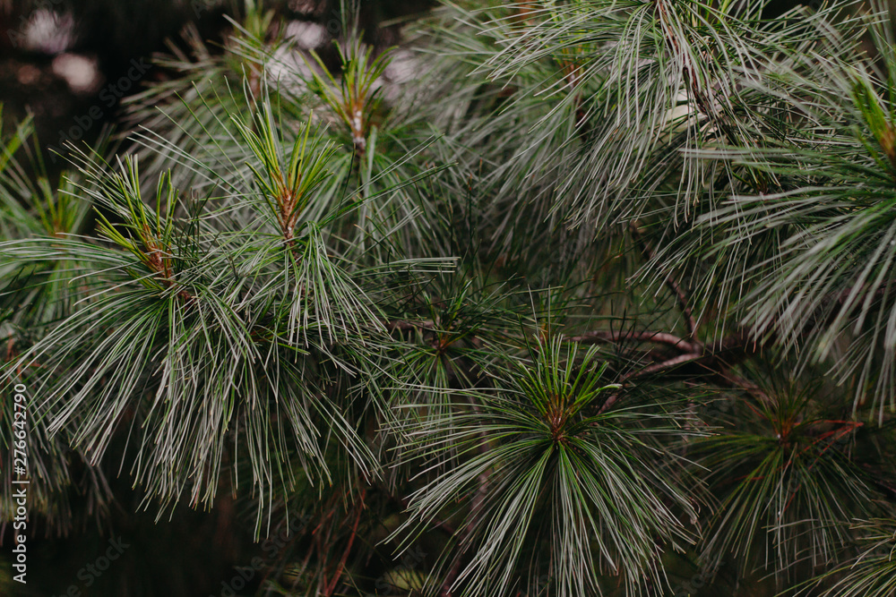 Cedar branches with long needles close-up. cedar background Cedar branches with long needles close-up. cedar background