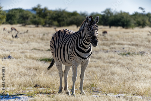 A plains zebra facing the camera