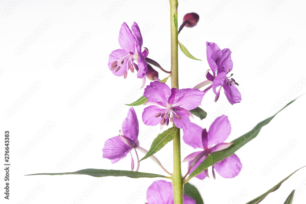 Obraz premium Fireweed Blooming - Close-Up
