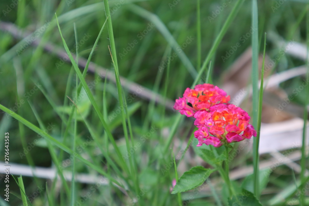 Obraz premium red zinnia flower
