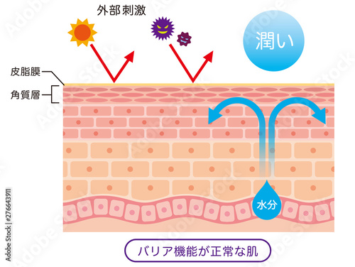 肌のバリア機能　皮膚構造 photo