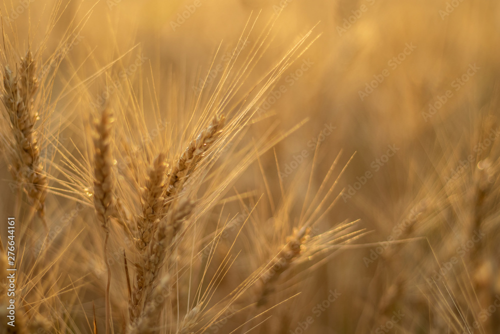 Wheat field.Spikelets of wheat close up.Rich harvest Concept. Beautiful Nature Sunset Landscape.Sunny day in the countryside. Wheat field.Spikelets of wheat close up.Rich harvest Concept. Beautiful Nature Sunset Landscape.Sunny day in the countryside.