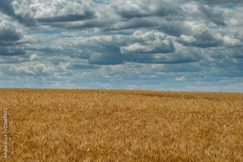 Ripe gold wheat field and blue sky with cumulus clouds.