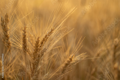 Wheat field.Spikelets of wheat  close up.Rich harvest Concept. Beautiful Nature Sunset Landscape.Sunny day in the countryside.