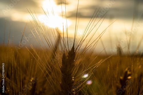 Wheat field.Spikelets of wheat  close up.Rich harvest Concept. Beautiful Nature Sunset Landscape.Sunny day in the countryside.