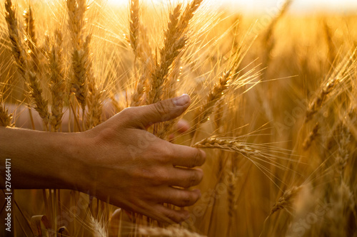 Wheat field.Hands holding wheat ears.Rich harvest Concept. Beautiful Nature Sunset Landscape.Sunny day in the countryside.