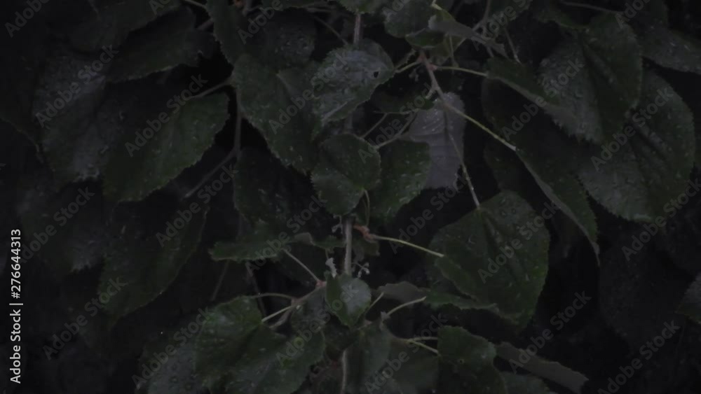Heavy rain over tall green trees. A heavy rain, drops over tree leaves, summer season