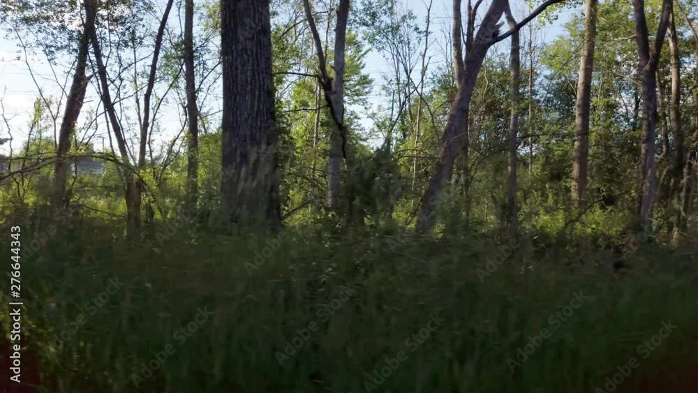 Walking through a dark path while the sun shines behind the trees Walking through a dark path while the sun shines behind the trees
