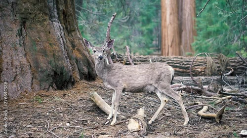 A deer seeing and listening to its surroundings in Sequoia National Park, USA. photo