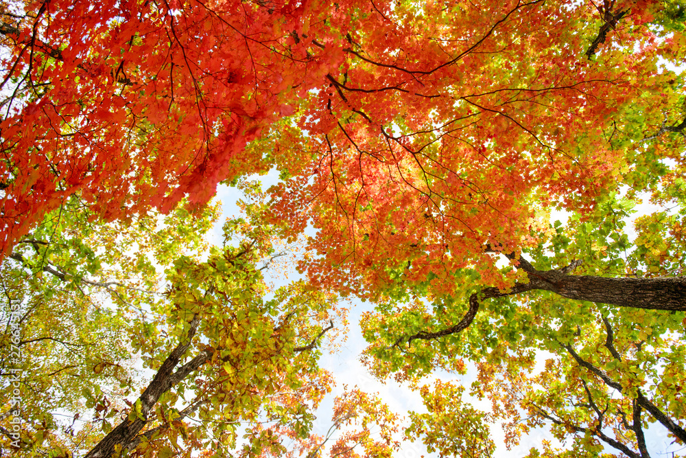 Bright colored red, yellow and green oak and maple leaves on trees in the autumn forest. Bottom view of the tops of trees. Bright colored red, yellow and green oak and maple leaves on trees in the autumn forest. Bottom view of the tops of trees.
