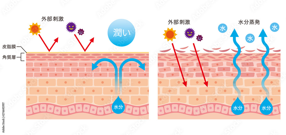 肌のバリア機能 皮膚構造 Stock イラスト Adobe Stock