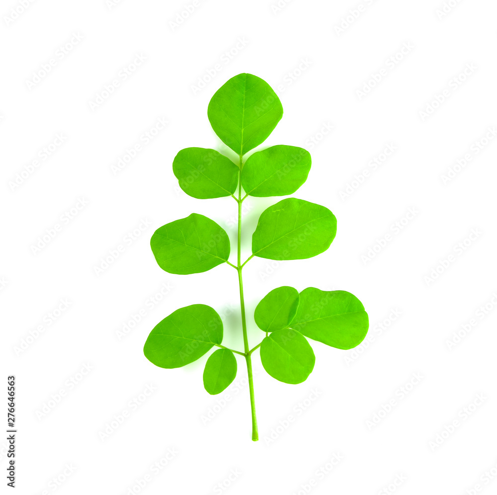 Moringa oleifera leaves isolated on white background Moringa oleifera leaves isolated on white background