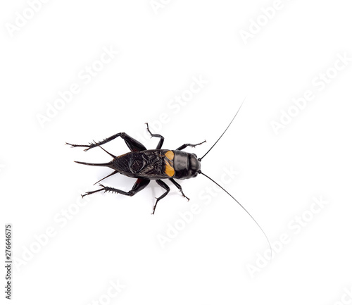 Cricket insect or Gryllidae isolated on a white background © nakornchaiyajina